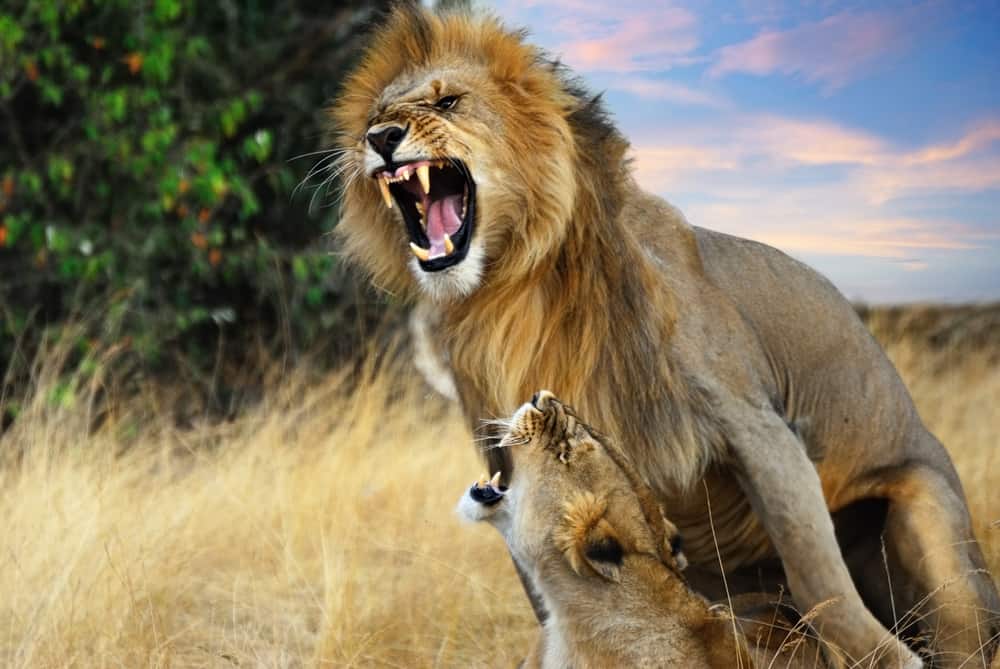 A pair of mating lions in the evening savannah, Masai Mara, Kenya