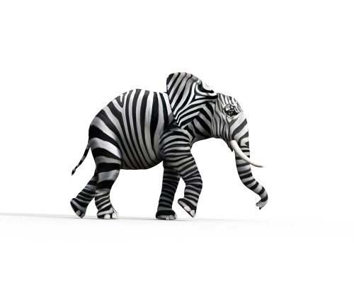 Elephant with zebra skin