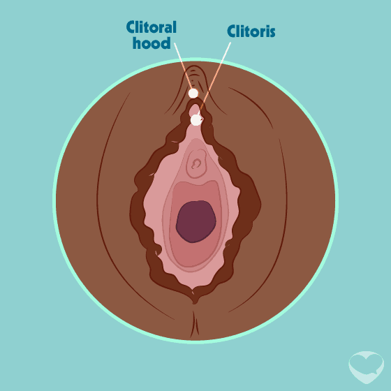clitoris clitoral hood