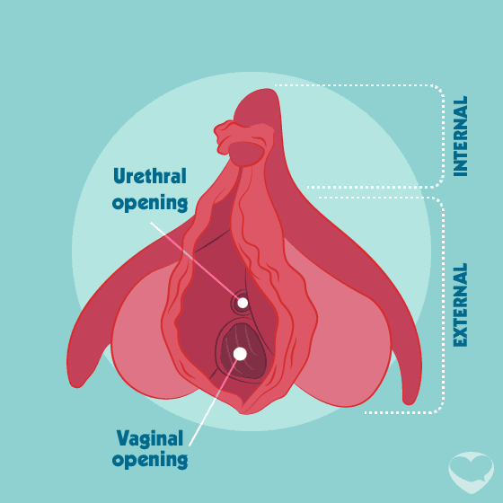 Black Pussy Diagram - Vulva and vagina: facts, parts & pictures - LoveMatters Africa