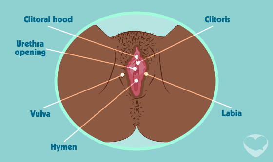 Vulva Labia Clitoris