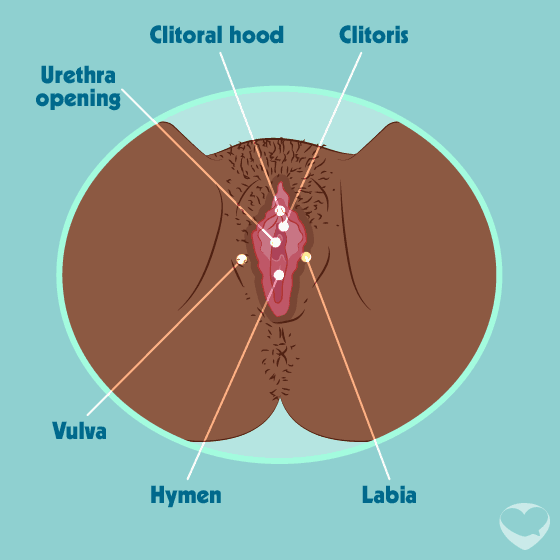 urethra vulva