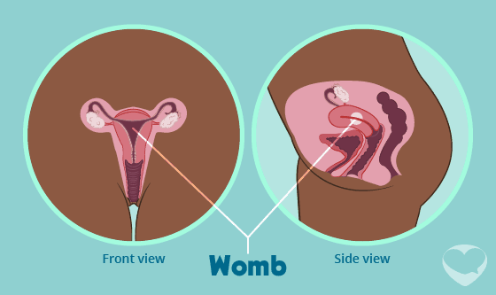 female reproductive system womb