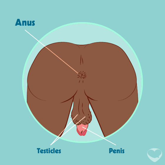 Anus