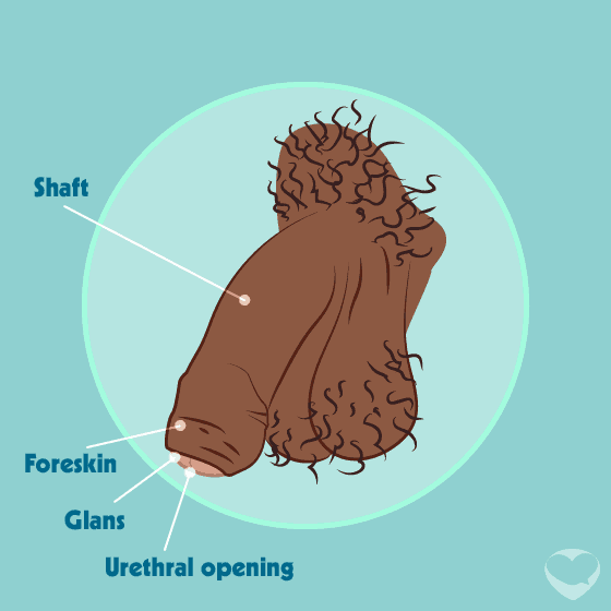 penis foreskin shaft