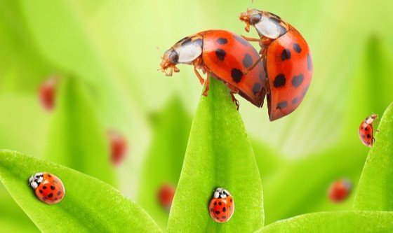 Two ladybugs enjoying some quality time