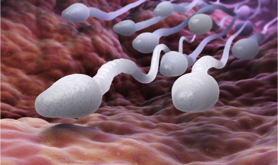 Male sperm cells. 3D illustration