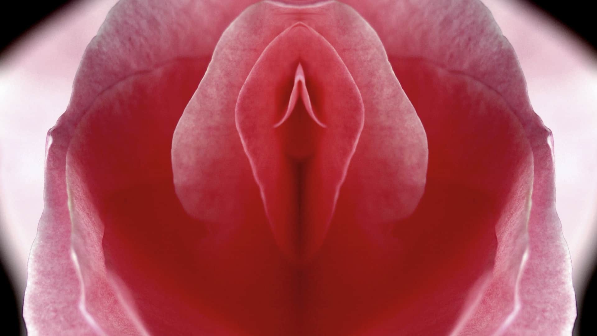 rose flower resembling a clitoris