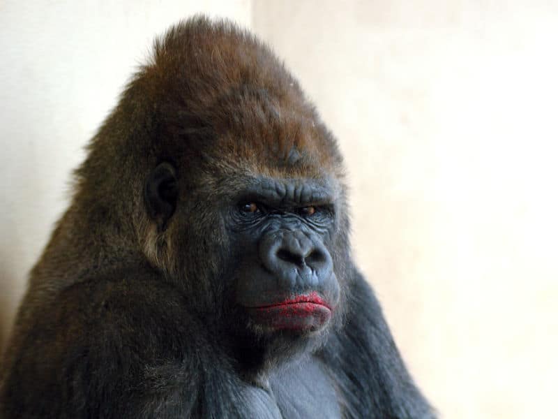 Gorilla with lipstick