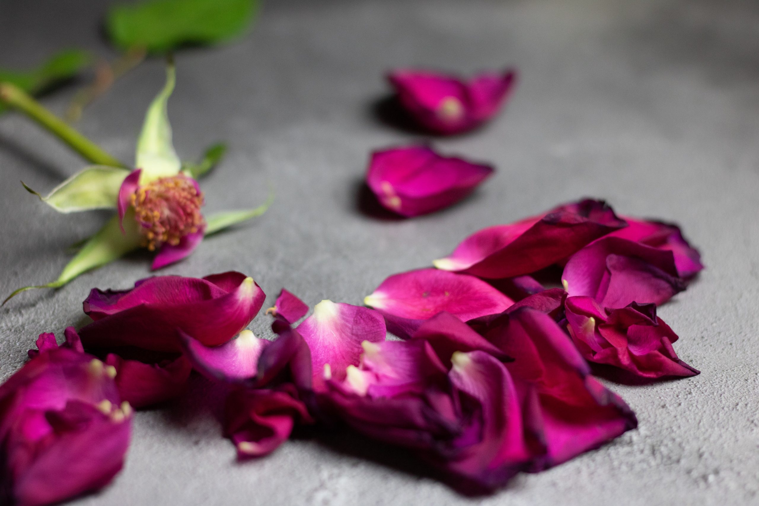 A crushed purple flower with its petals lying around the stem