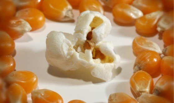 Popped kernel of corn surrounded by unpopped kernels 