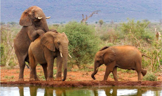 Elephants having intercourse by a waterhole
