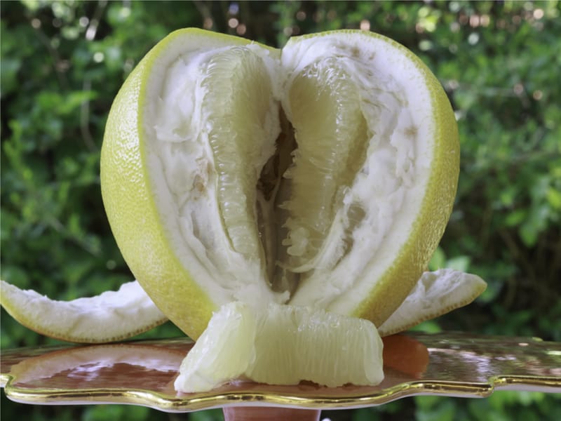 Fruit opened in the shape of a vagina