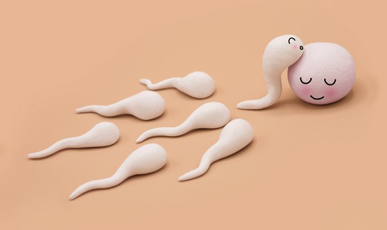 Handmade Polymer Clay Figure of Human Sperm Impregnate a Fertile Human Egg