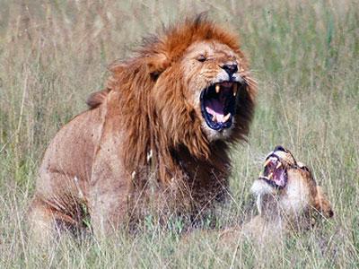 lion and lioness with mouth wide open